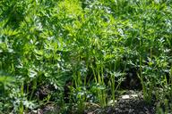 carrots-carrot-plant-garden-1595311.jpg