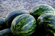 watermelon-fruit-green-melacias-1077677.jpg