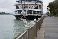 seagulls-river-water-nature-974873.jpg