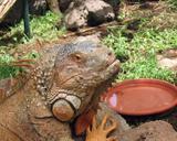 iguana-reptile-animal-lizard-114673.jpg