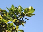 lemon-tree-tree-flower-garden-455848.jpg