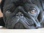 dog-pet-pug-black-lying-head-123721.jpg