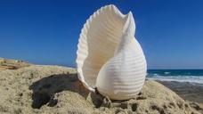 shell-beach-sea-summer-nature-1599111.jpg