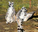 lemur-lemurs-mammals-lemur-catta-685135.jpg