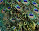 peacock-feathers-peacock-1316889.jpg