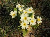 primrose-flower-blossom-bloom-1117870.jpg