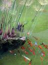 Goldfishes ponds water.jpg