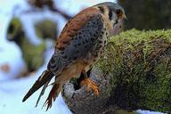 falcon-bund-hawk-falconry-raptor-961123.jpg