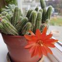 cactus-flower-red-red-blossom-1422898.jpg