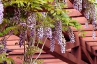 wisteria-garden-pergola-flowers-1152229.jpg