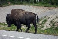 buffalo-bison-canada-north-73509.jpg