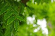 summer-leaves-green-light-stains-567709.jpg