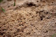 ant-insect-nature-ants-ant-pile-242537.jpg