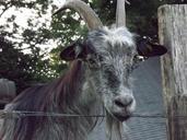 goat-animal-breeding-525660.jpg