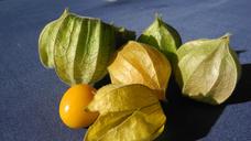 physalis-cape-gooseberry-fruit-1358736.jpg