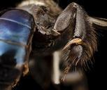 bee_09856e08,m,_thailand,_tool_2014-08-09-12.06.33_ZS_PMax.jpg