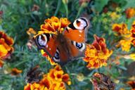 peacock-butterfly-butterfly-nature-544474.jpg