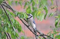 blue-jay-bird-bluejay-626207.jpg