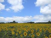 sunflowers-field-blooming-267831.jpg