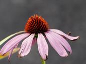 cone-flower-echinacea-purpurea-196697.jpg