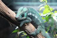 chameleon-green-branch-leaves-1115642.jpg