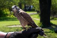 falcon-bird-animal-591361.jpg