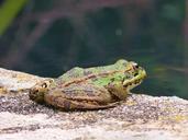 frog-batrachian-raft-water-1415115.jpg