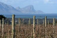 vineyards-sea-wine-stellenbosch-227780.jpg