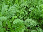 carrots-leaves-foliage-green-bed-975509.jpg