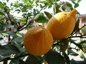 lemons-tree-bush-green-tuscany-1339263.jpg