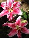 lily-stargazer-pink-nature-383434.jpg