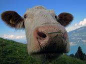 cow-watch-lake-beef-switzerland-542815.jpg