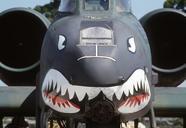 shark-face-aircraft-900234.jpg