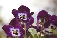 violet-flowers-spring-1568064.jpg