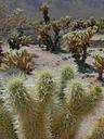 joshua-tree-national-park-62203.jpg