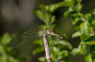 dragonfly-insect-black-yellow-425087.jpg