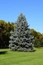 Blue-spruce-196660.jpg