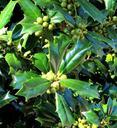 green-holly-berries-holly-plant-417251.jpg