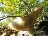 mushroom-nature-autumn-forest-597733.jpg