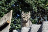 kitten-cat-striped-animals-grey-454283.jpg