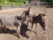 donkey-animal-zoo-petting-zoo-878652.jpg