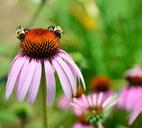 cone-flower-beauty-blossom-nature-1553320.jpg