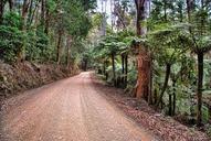 bushland-road-dirt-road-ferns-392052.jpg