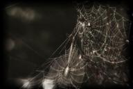 spider-web-cobweb-insect-creepy-223980.jpg