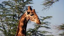 giraffe-kenya-national-park-safari-562383.jpg