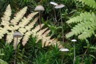 mushrooms-forest-moss-leaves-1006366.jpg