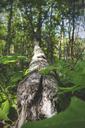 trunk-cracked-fallen-tree-wood-801701.jpg