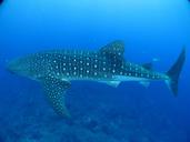 whale-shark-slow-filter-feeder-541836.jpg