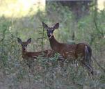 deer-animals-wildlife-forest-76005.jpg