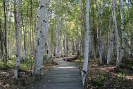 birch-trees-path-nature-forest-1009862.jpg